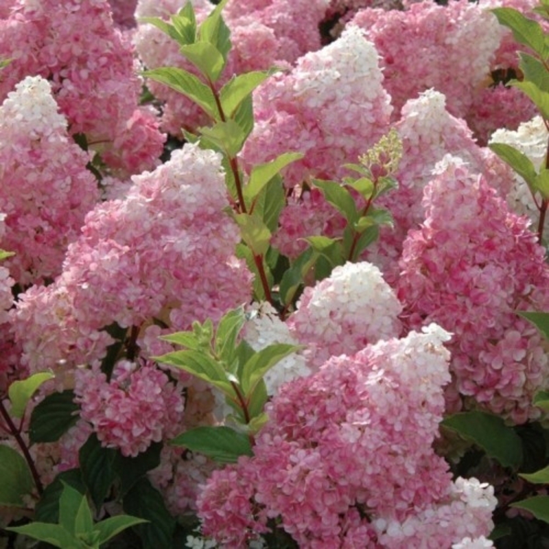 Гортензия метельчатая Ванилла Фрейз (Hydrangea paniculata 'Vanille Fraise')