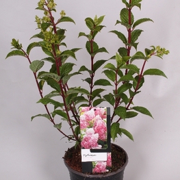 Гортензия метельчатая Ванилла Фрейз (Hydrangea paniculata 'Vanille Fraise')