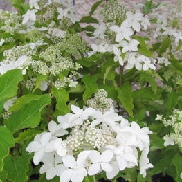 Гортензия метельчатая Уайт Леди (Hydrangea paniculata 'White Lady')