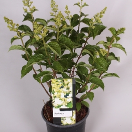 Гортензия метельчатая Уайт Леди (Hydrangea paniculata 'White Lady')