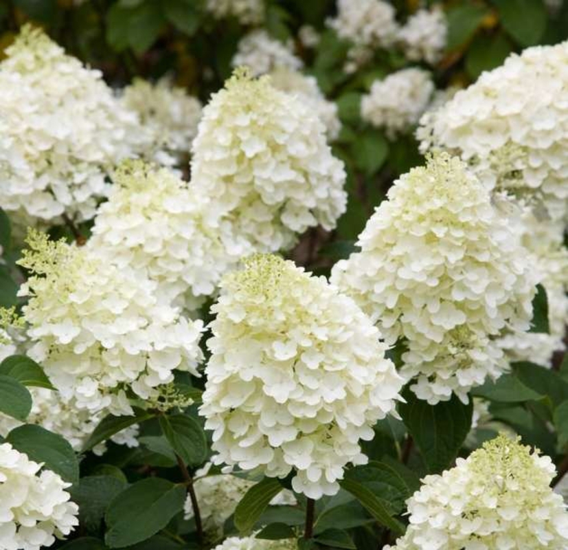 Гортензия метельчатая Сильвер Доллар (Hydrangea paniculata 'Silver Dollar')