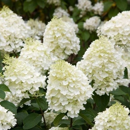 Гортензия метельчатая Сильвер Доллар (Hydrangea paniculata 'Silver Dollar')