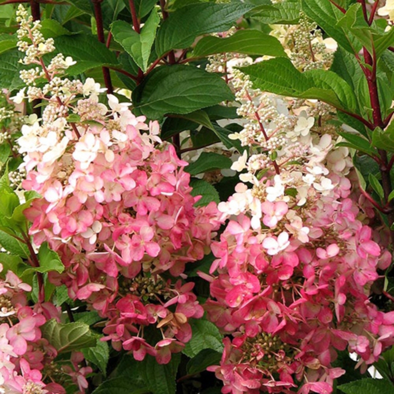Гортензия метельчатая Пинки Винки (Hydrangea paniculata 'Pinky Winky')