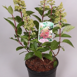 Гортензия метельчатая Пинки Винки (Hydrangea paniculata 'Pinky Winky')