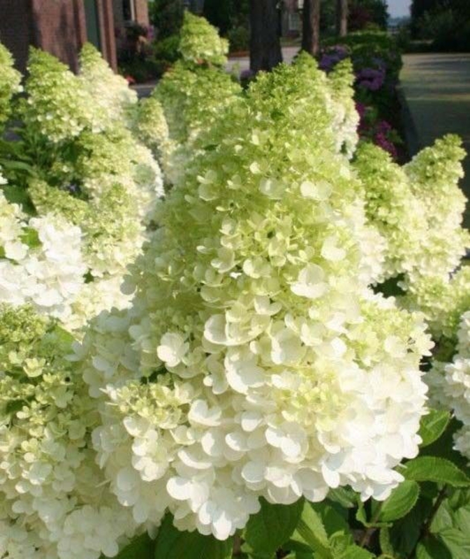 Гортензия метельчатая Мэджикал Мунлайт (Hydrangea paniculata 'Magical Moonlight')