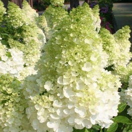 Гортензия метельчатая Мэджикал Мунлайт (Hydrangea paniculata 'Magical Moonlight')