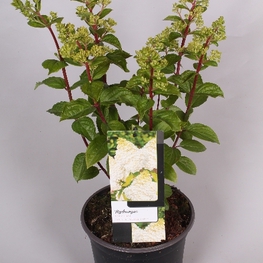 Гортензия метельчатая Мэджикал Мунлайт (Hydrangea paniculata 'Magical Moonlight')