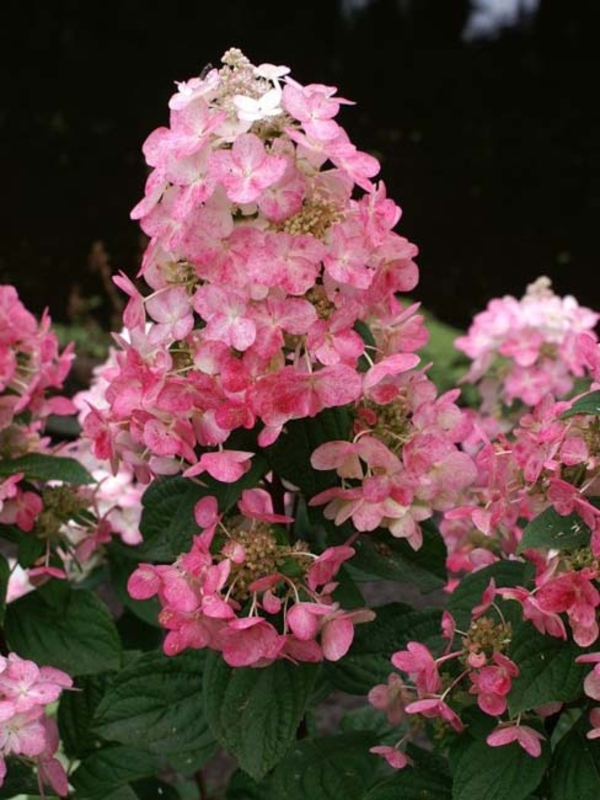 Гортензия метельчатая Мэджикал Файер (Hydrangea paniculata 'Magical Fire')