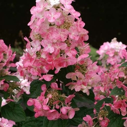 Гортензия метельчатая Мэджикал Файер (Hydrangea paniculata 'Magical Fire')