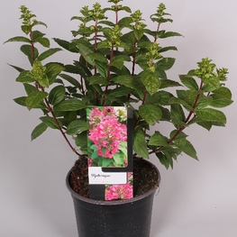 Гортензия метельчатая Мэджикал Файер (Hydrangea paniculata 'Magical Fire')