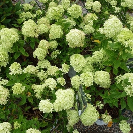 Гортензия метельчатая Литтл Лайм (Hydrangea paniculata 'Little Lime')