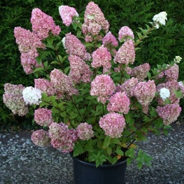 Гортензия метельчатая Сандей Фрейз (Hydrangea paniculata 'Sundae Fraise')