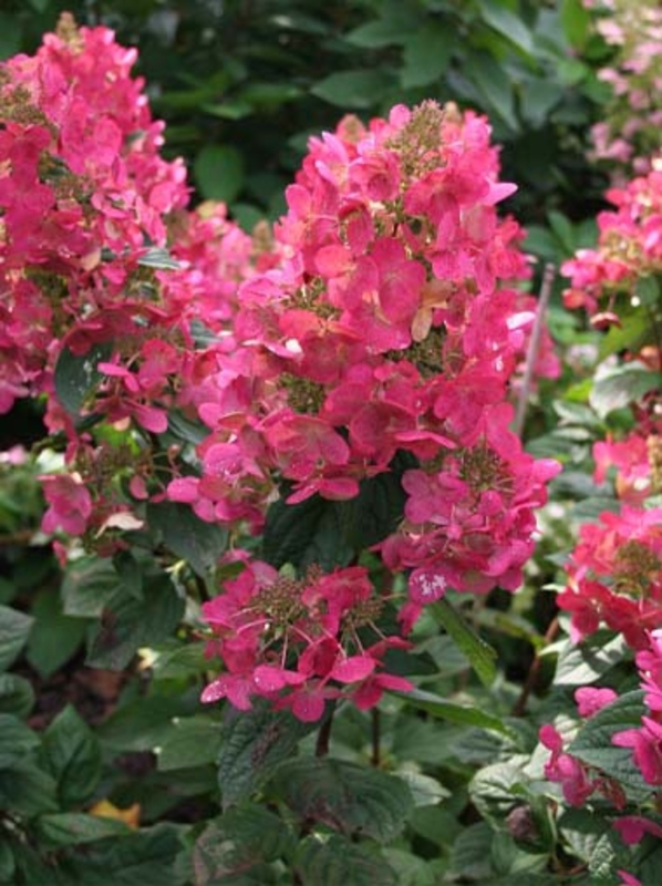 Гортензия метельчатая Мега Минди (Hydrangea paniculata 'Mega Mindy')