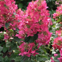 Гортензия метельчатая Мега Минди (Hydrangea paniculata 'Mega Mindy')