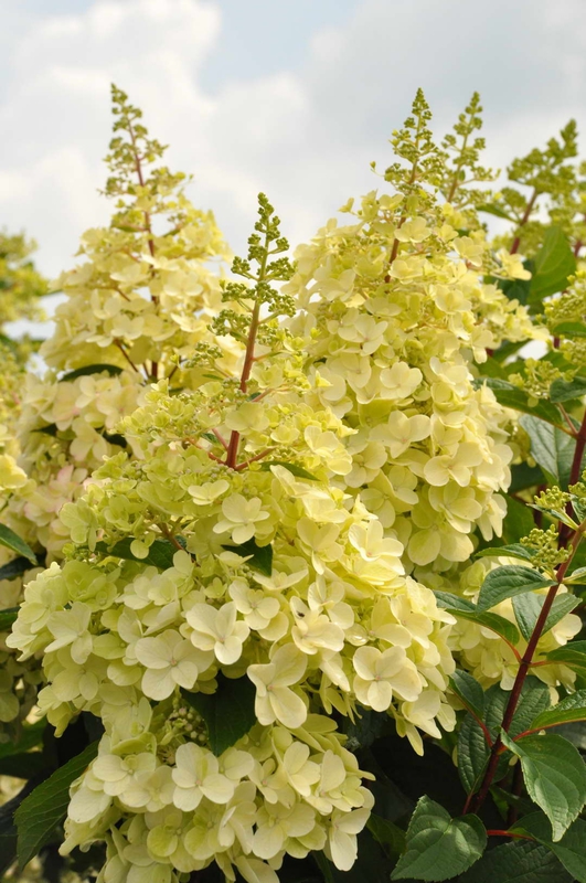 Гортензия метельчатая Кэндллайт (Hydrangea paniculata 'Candlelight')