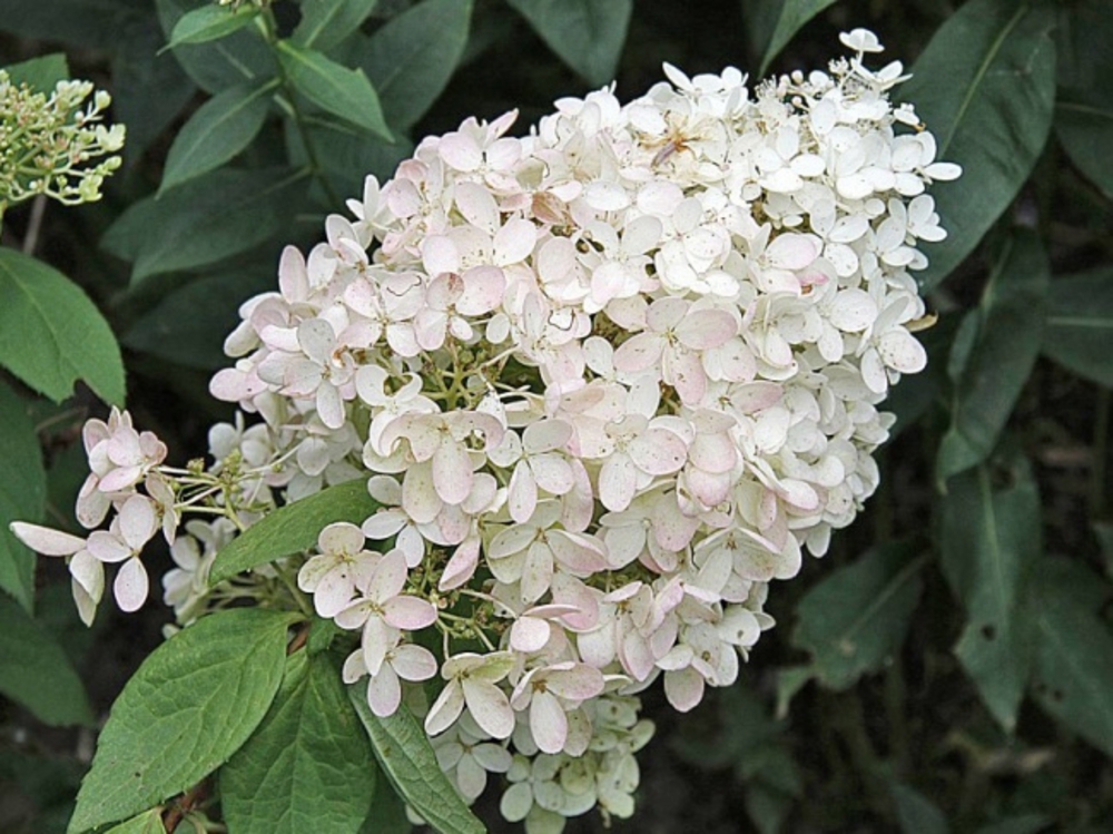 Гортензия метельчатая Бомбшелл (Hydrangea paniculata 'Bombshell')
