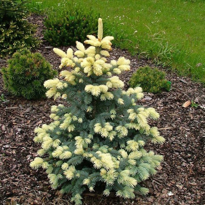 Ель колючая Биалобок (Picea pungens 'Bialobok')