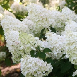 Гортензия метельчатая Полар Бир (Hydrangea paniculata 'Polar Bear')