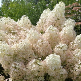 Гортензия метельчатая Бобо (Hydrangea paniculata 'Bobo')