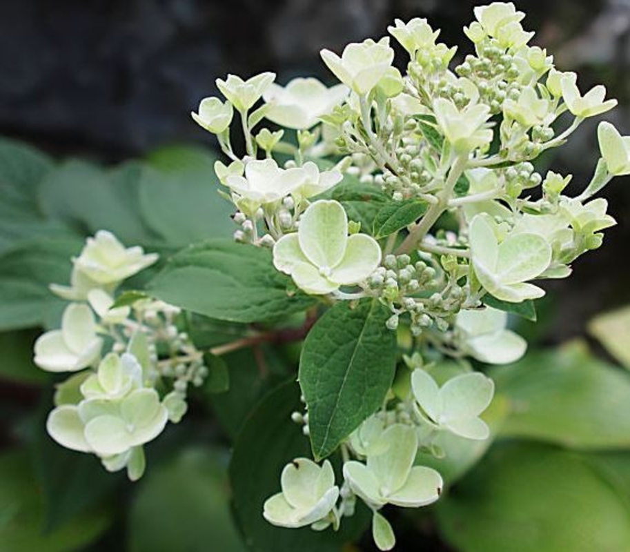 Гортензия метельчатая Уайт Даймонд (Hydrangea paniculata 'White Diamond')