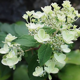 Гортензия метельчатая Уайт Даймонд (Hydrangea paniculata 'White Diamond')
