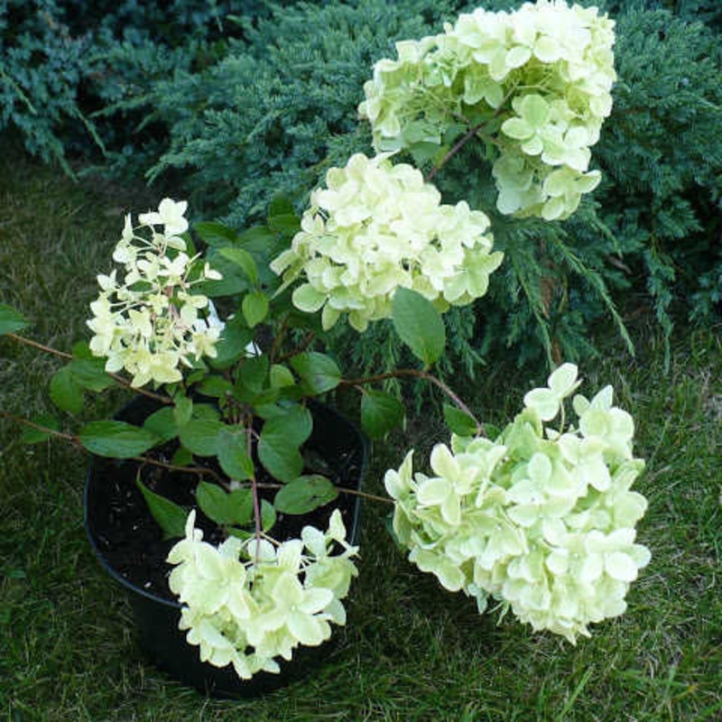 Гортензия метельчатая Диамантино (Hydrangea paniculata 'Diamantino')