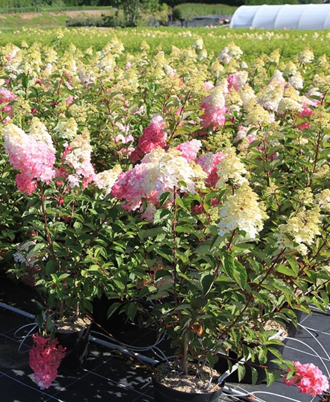 Гортензия метельчатая Фрейз Мельба (Hydrangea paniculata 'Fraise Melba')