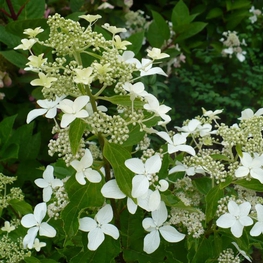 Гортензия метельчатая Мэджикал Старлайт (Hydrangea paniculata 'Magical Starlight')