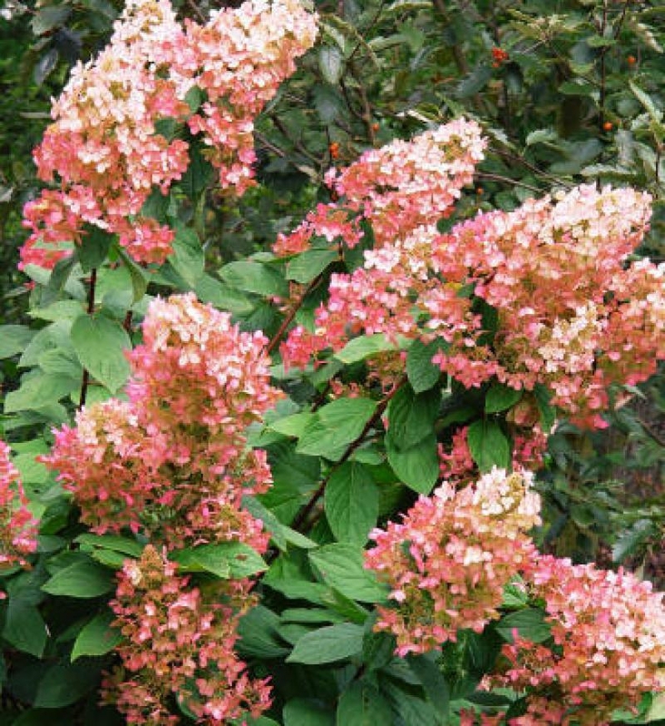 Гортензия метельчатая Пинк Даймонд (Hydrangea paniculata 'Pink Diamond')