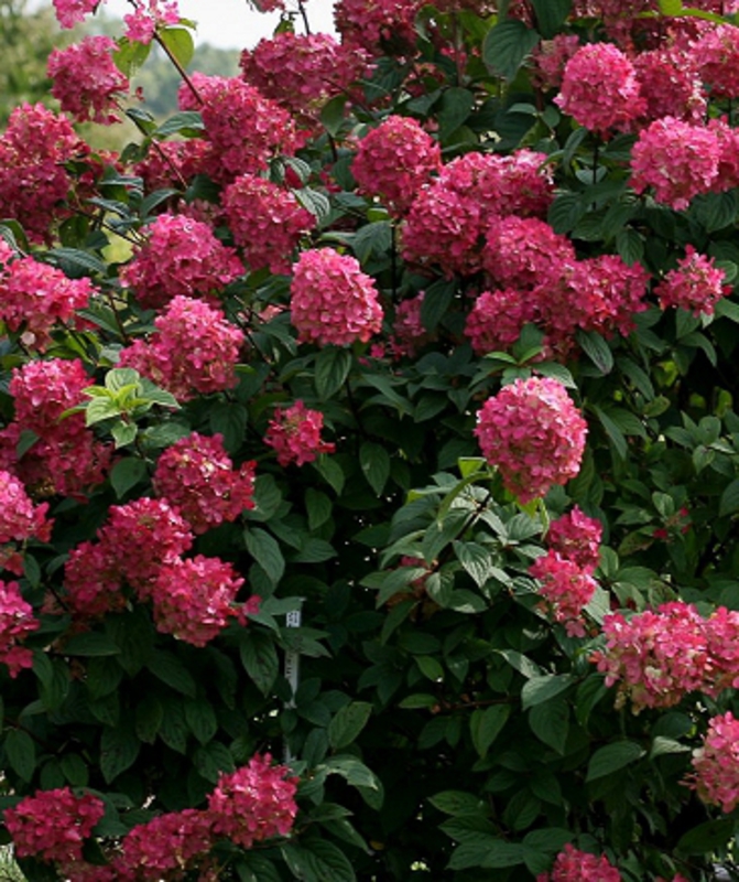 Гортензия метельчатая Вимс Ред (Hydrangea paniculata 'Wim\'s Red')