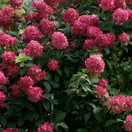 Гортензия метельчатая Вимс Ред (Hydrangea paniculata 'Wim\'s Red')