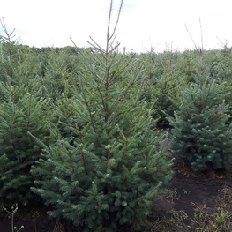 Псевдотсуга Мензиса (Pseudotsuga menziesii)