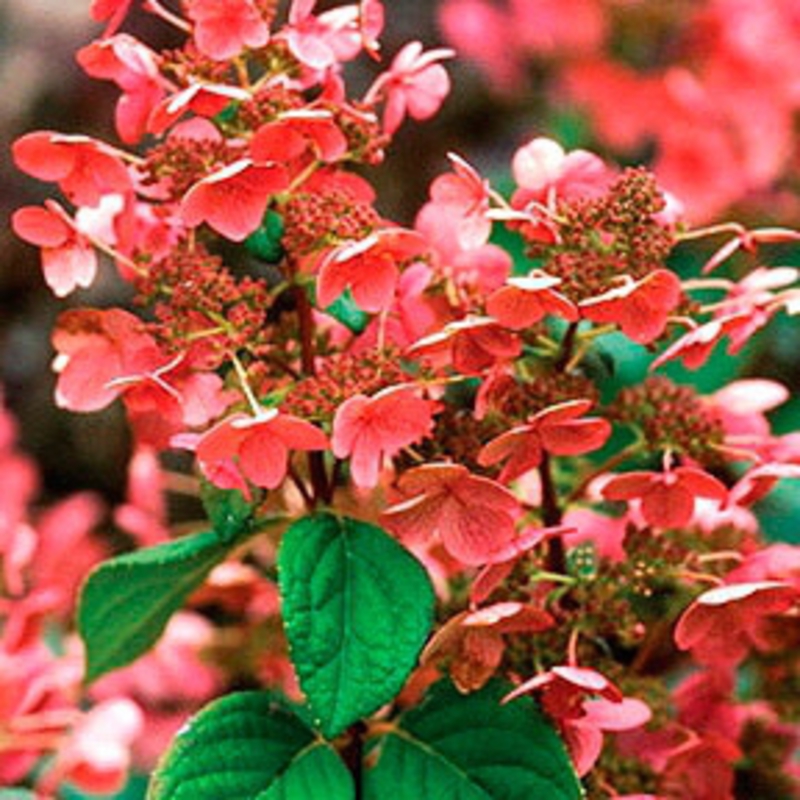 Гортензия метельчатая Пинк Куин (Hydrangea paniculata 'Pink Queen')