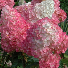 Гортензия метельчатая Пинк Леди (Hydrangea paniculata 'Pink Lady')