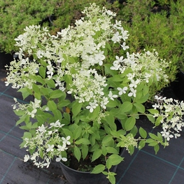 Гортензия метельчатая Дентель де Горрон (Hydrangea paniculata 'Dentelle de Gorron')