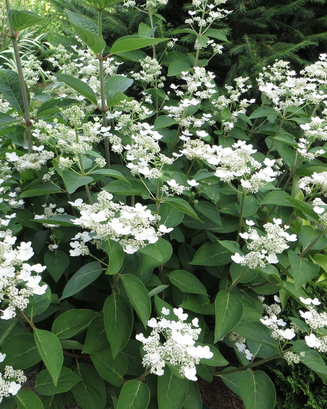 Гортензия метельчатая Дарума (Hydrangea paniculata 'Dharuma')