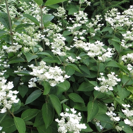 Гортензия метельчатая Дарума (Hydrangea paniculata 'Dharuma')