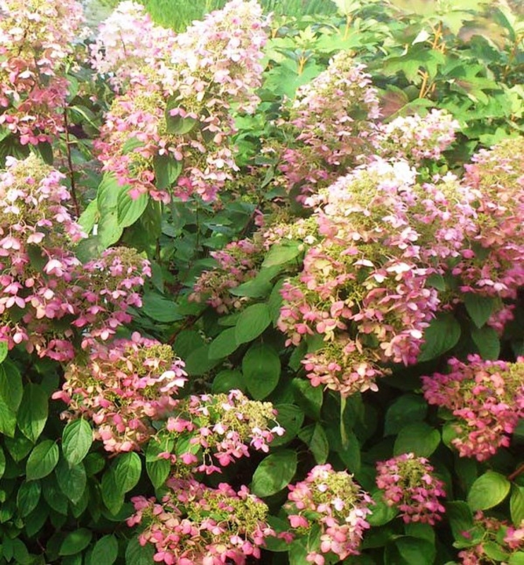 Гортензия метельчатая Энджелс Блаш (Hydrangea paniculata 'Angels Blush')