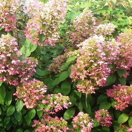 Гортензия метельчатая Энджелс Блаш (Hydrangea paniculata 'Angels Blush')