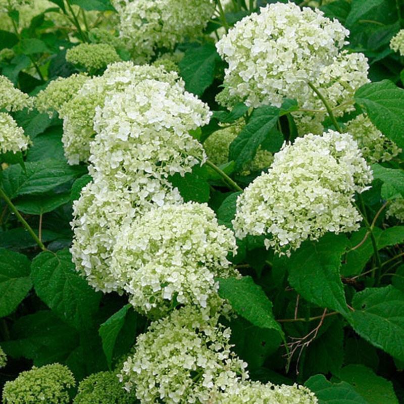 Гортензия древовидная Грандифлора (Hydrangea arborescens 'Grandiflora')