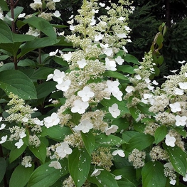 Гортензия метельчатая Левана (Hydrangea paniculata 'Levana')