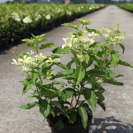 Гортензия метельчатая Грейт Стар (Hydrangea paniculata 'Great Star')
